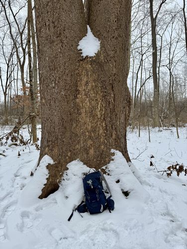 Old-growth tree