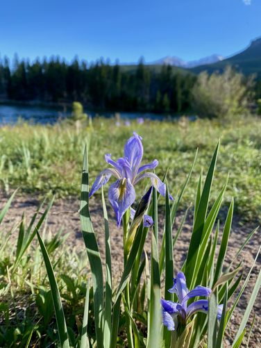 Iris wildflower