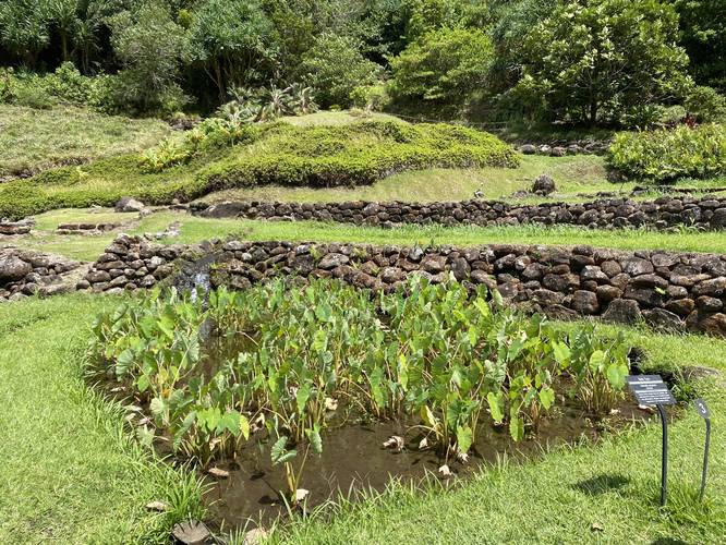 Taro field in Limahuli Preserve