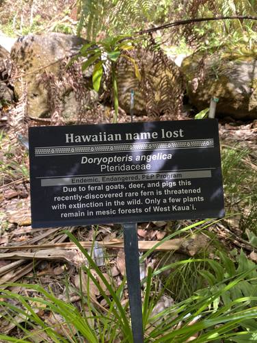 Near-extinct Kauai fern, "Kauai digit fern"  (Doryopteris angelica) label at Limahuli