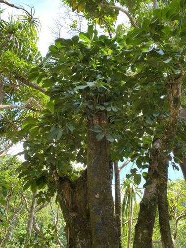 Umbrella tree (Schefflera actinophylla))