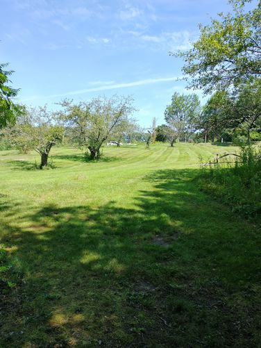Looking back through the orchard from the trailhead at our parked car
