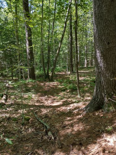 Trail Substrate 