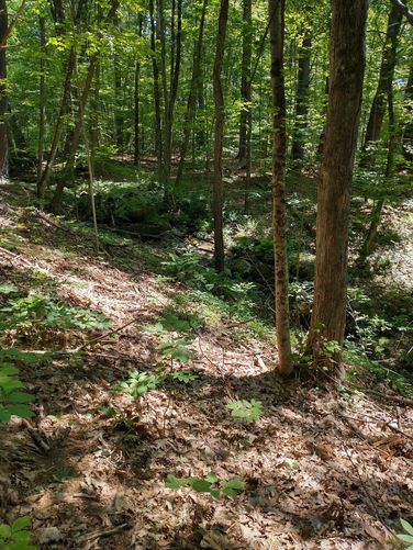 Stream may be prettier in early spring with more water flow