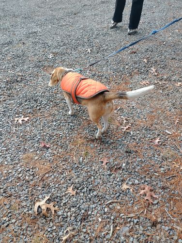 Happy Dogs allowed on a leash. Blaze orange during Hunting season is a good idea.