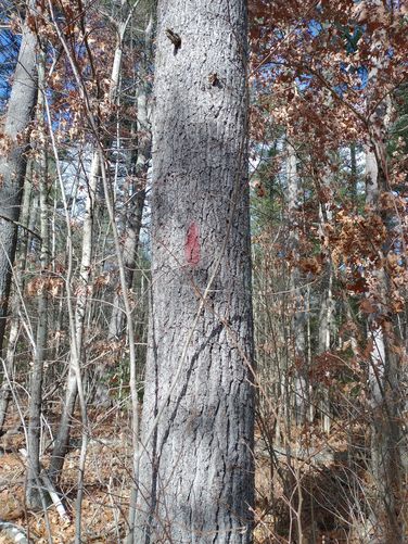 Boundary blaze but no Trail blazes seen.