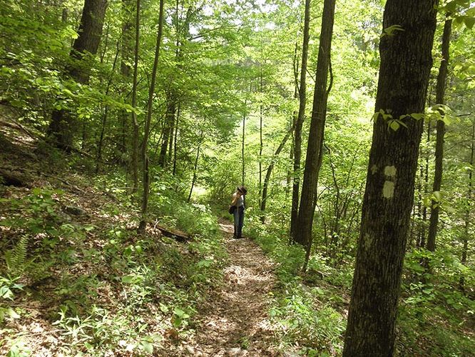 Picture 8 of Little Bald Knob Ridge Hike 050710