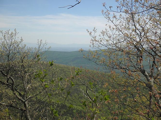 Picture 6 of Little Bald Knob Ridge Hike 050710