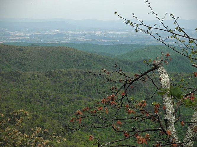 Picture 5 of Little Bald Knob Ridge Hike 050710