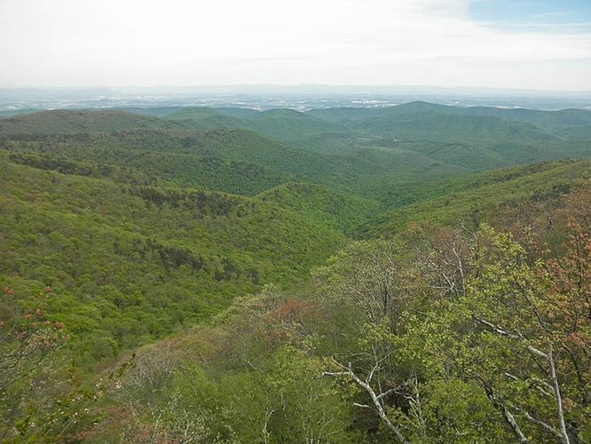 Picture 4 of Little Bald Knob Ridge Hike 050710