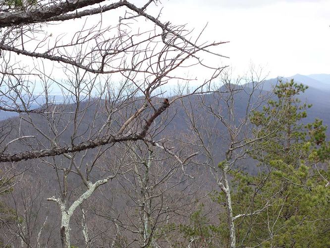 Picture 3 of Little Crease Mountain Hike 012717