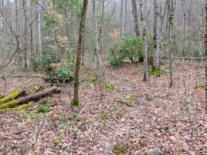 Picture 4 of Little Fall Branch Falls Hike 021917