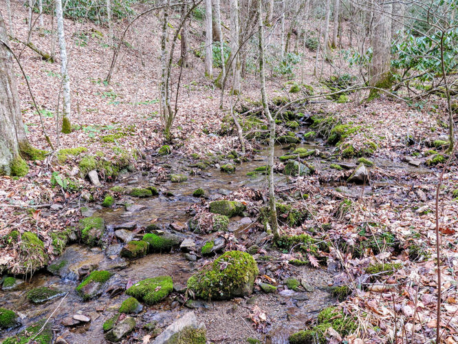 Picture 5 of Little Fall Branch Falls Hike 021917