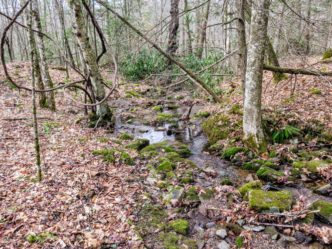 Picture 6 of Little Fall Branch Falls Hike 021917