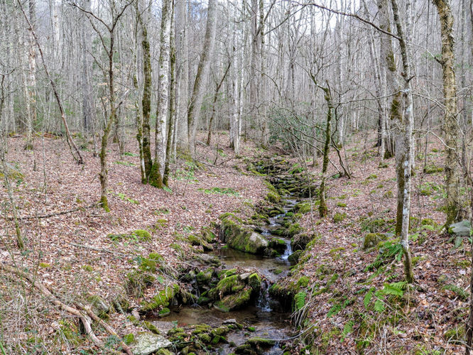 Picture 13 of Little Fall Branch Falls Hike 021917