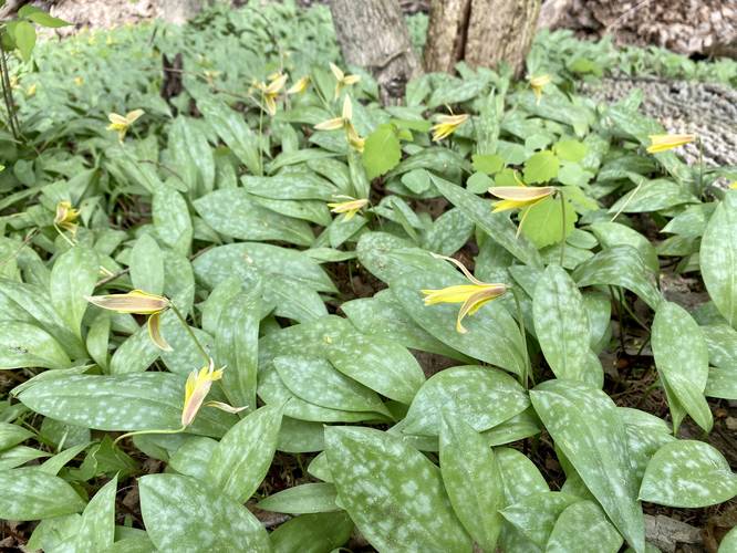 Trout Lily wildflower
