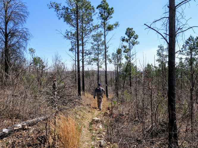 Picture 39 of Little Long Mountain Hike 031617