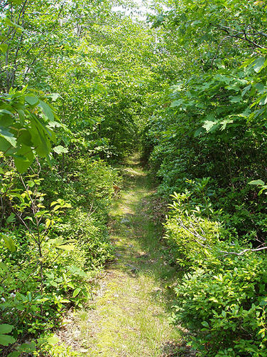 Picture 19 of Little Sluice Hike 070403