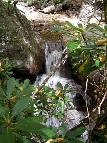 Picture 20 of Little Wilson Creek Wilderness 092814