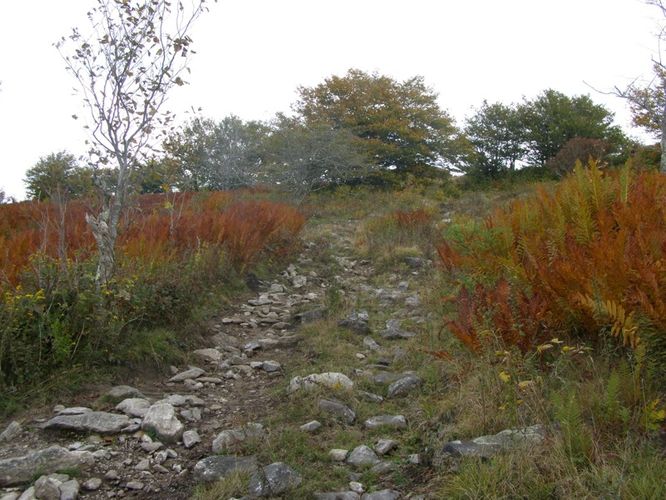Picture 51 of Little Wilson Creek Wilderness 092814