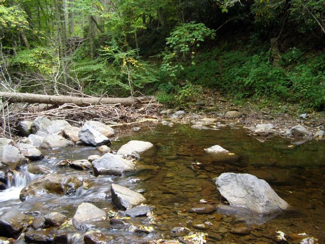 Picture 76 of Little Wilson Creek Wilderness 092814