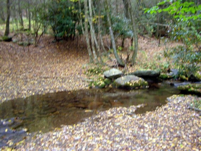 Picture 78 of Little Wilson Creek Wilderness 092814
