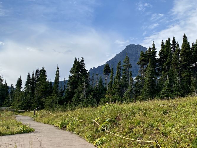 Paved path leads through spruce trees