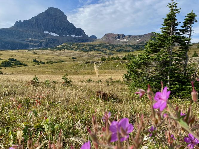 Reynolds Mountain and Sticky purple geranium wildflower