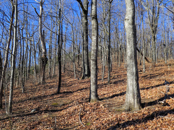 Picture 58 of Lookout Mountain Hike 123016