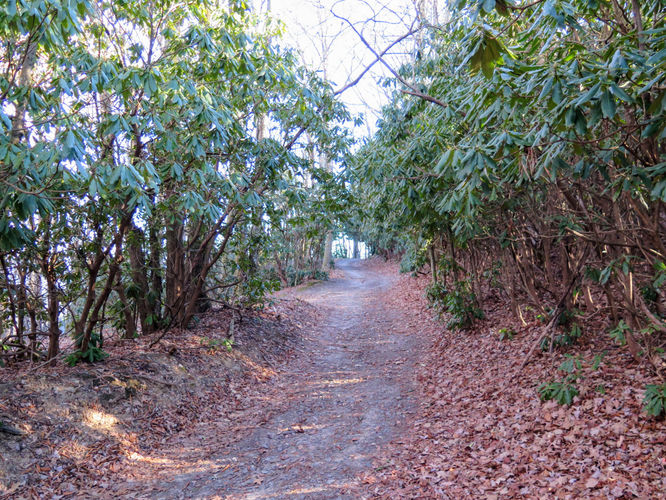 Picture 60 of Lookout Mountain Hike 123016