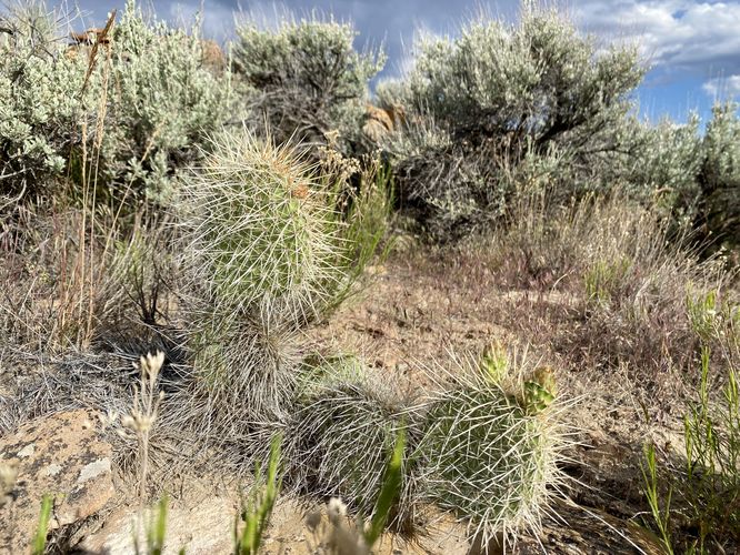 Prickly pear cactus