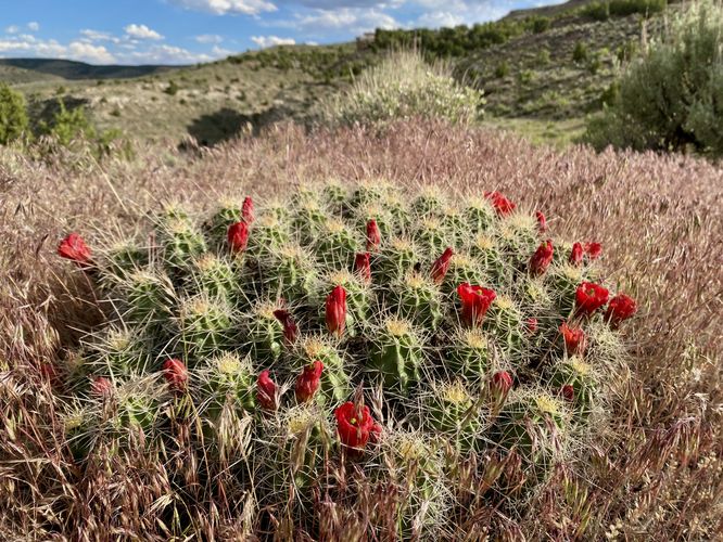 Red wildflowers on prickly pear cactus