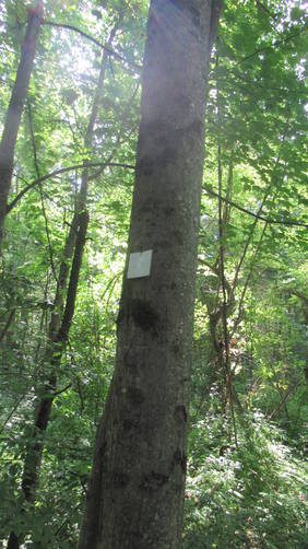 Trail marker on tree
