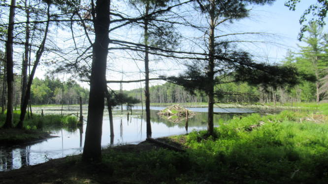 Beaver Hut at Lastowka Pond