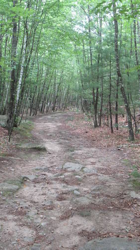 Former Logging road is now  part of the Loop Trail