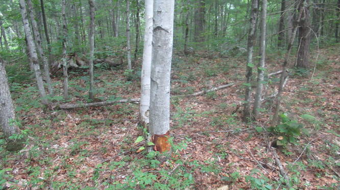 Beaver chew marks on the base of the tree