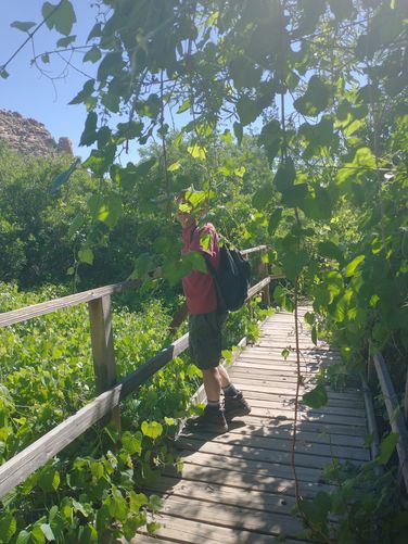 Boardwalk surrounded by grapevines