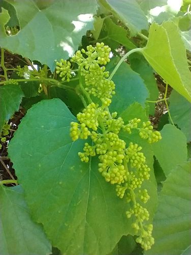 Grapes will be abundant later