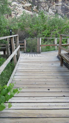 Boardwalk section with wild grapevines