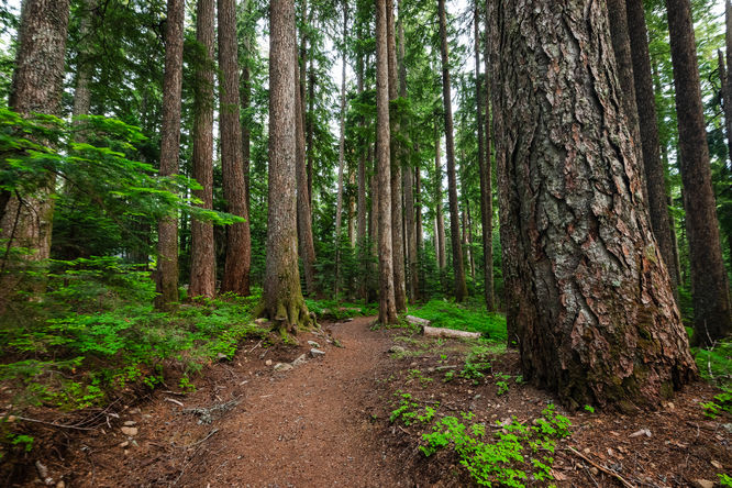 Picture 3 of Lost Lake Loop