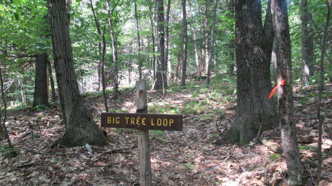 Big tree Loop is not on any maps yet