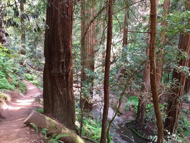 Lost Trail - Lost Trail Muir Woods album