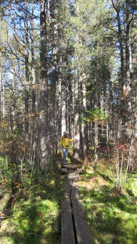View of the boardwalk into the Cedar Swamp