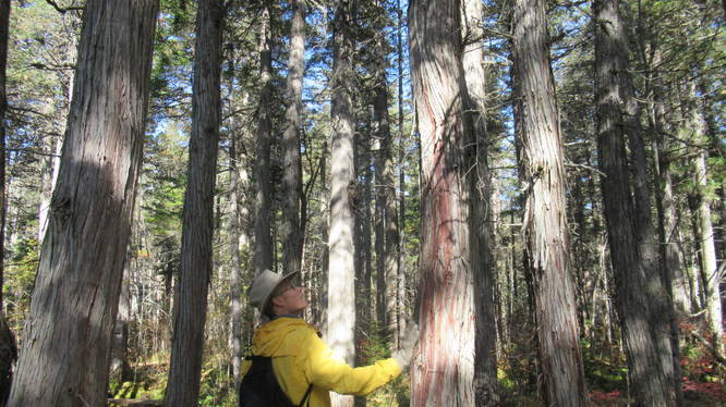 Cedar trees have unusual texture 