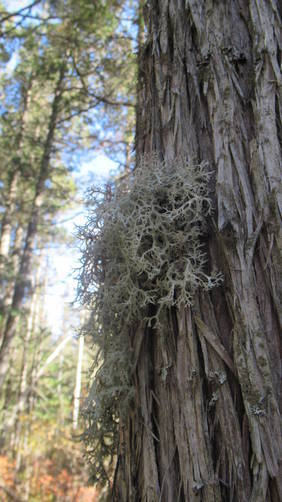 Lichen growing on a Cedar