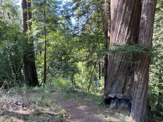 Old-growth redwood