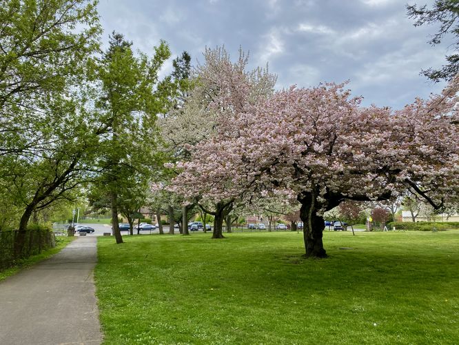 Spring-time trees in bloom
