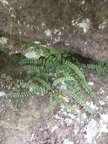 Some of the beautiful flora we were  able observe during our hike.