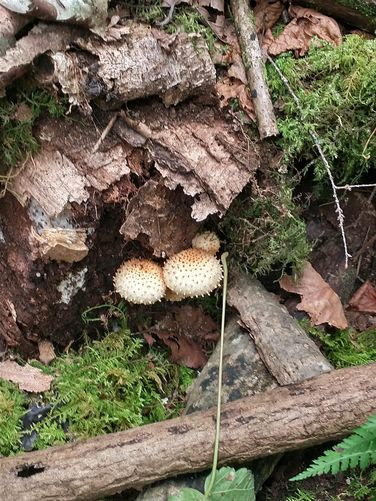 A Beautiful Pholiota fungi growing alongside the trail.