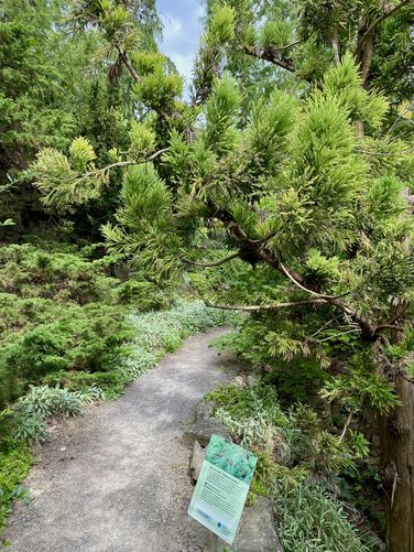 Walking between the pine trees along a skinny trail that leads to the reflection pools